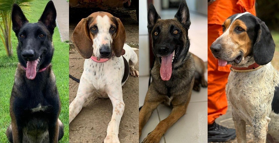 Hope, Rory, Bob e Arya... Conheça os cães dos bombeiros que auxiliam a polícia a desvendar crimes em Alagoas