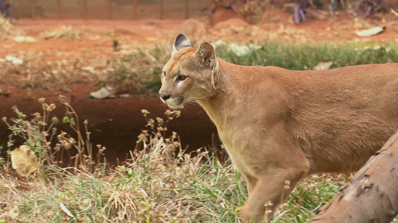 r petropolitano ameaça animais e vídeos viralizam na