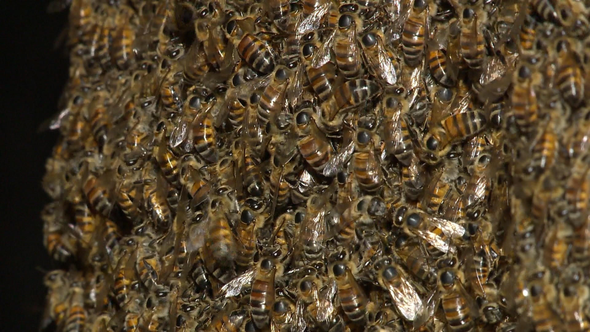 Idoso que levou mil picadas de abelha no PR recebe alta após uma semana; veneno provocou condição que danifica músculos e pode afetar rins