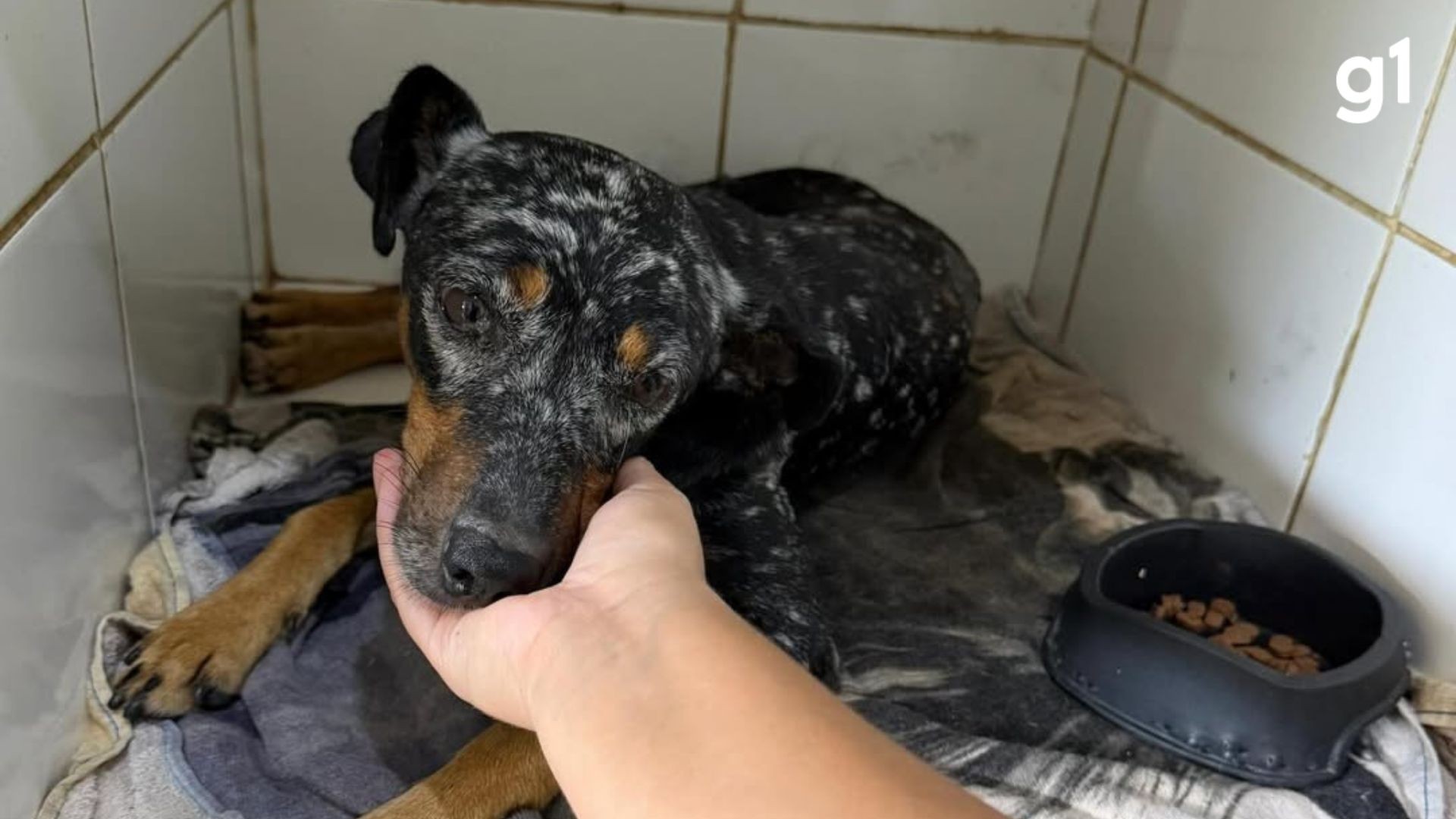 Cão comunitário 'Mofadinho' é resgatado com ferimentos de facadas no RS; polícia investiga maus-tratos