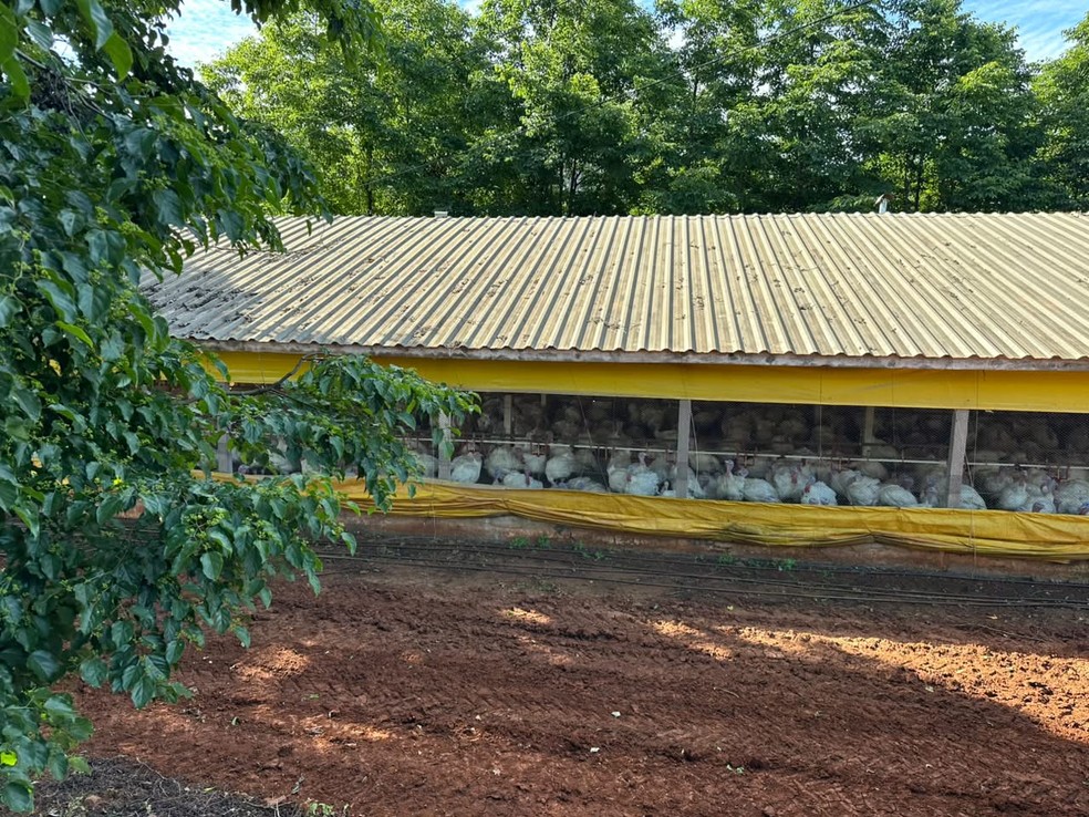 Granja em Nova Itaberaba onde foi confirmado foco da doença de Newcastle — Foto: Francieli de Moraes/NSC TV