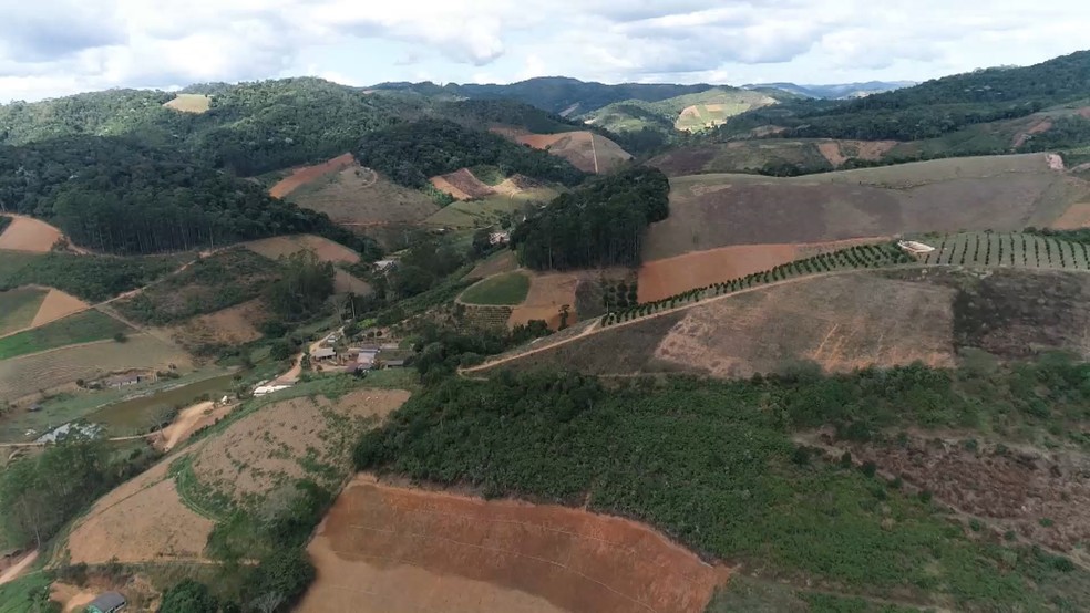 Gengibre da variedade Imigrante é produzido em Santa Leopoldina, na Região Serrana do Espírito Santo. — Foto: TV Gazeta