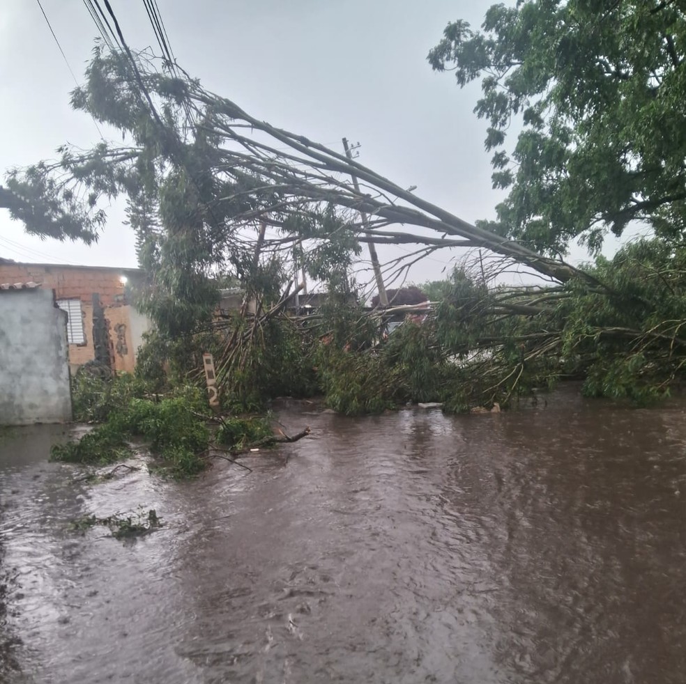 &Aacute;rvore cai sobre fia&ccedil;&atilde;o el&eacute;trica e bloqueia rua em Mogi das Cruzes &mdash; Foto: Josias Barbosa de Moraes Filho/arquivo pessoal