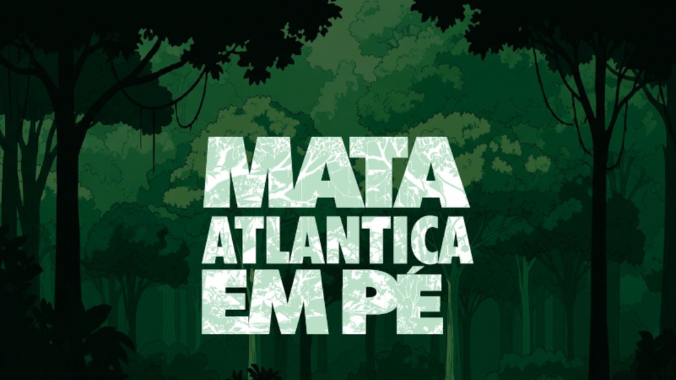 Ação vai até o dia 25 de setembro nos 17 estados do país contra desmatamento ilegal. — Foto: MPMS