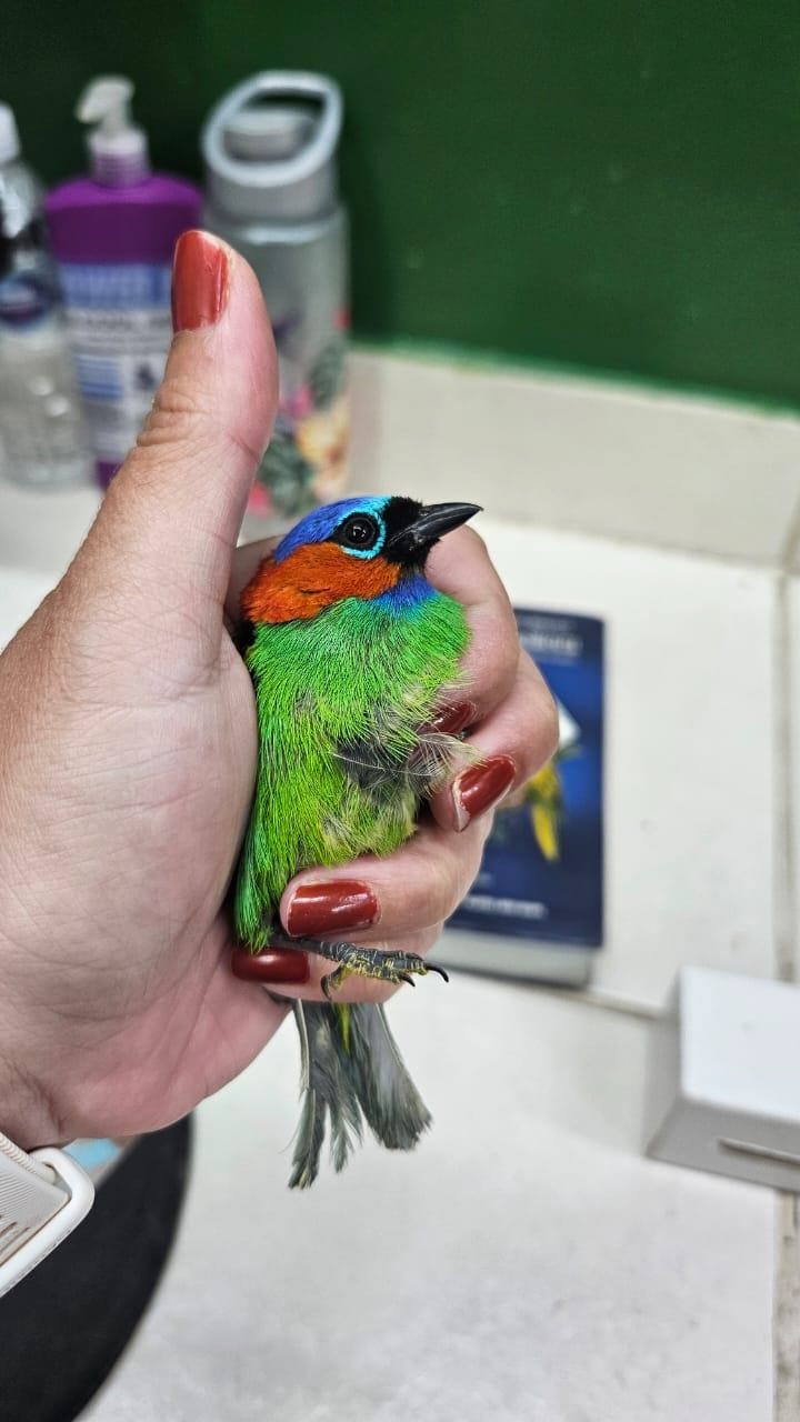 Passageiro é preso com 18 aves ao tentar embarcar para França no aeroporto em Guarulhos; veja FOTOS