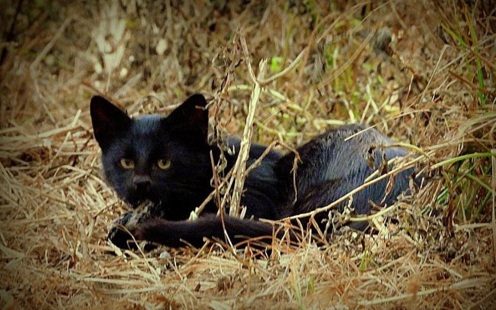 Gato-palheiro melnico, considerado raro, foi visto no Parque Nacional das Emas, em Gois  Foto: Divulgao/Kennedy de Andrade Borges