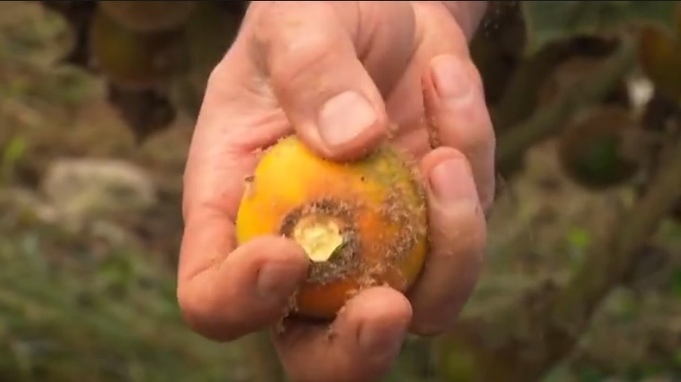 beneficios de la fruta lulo
