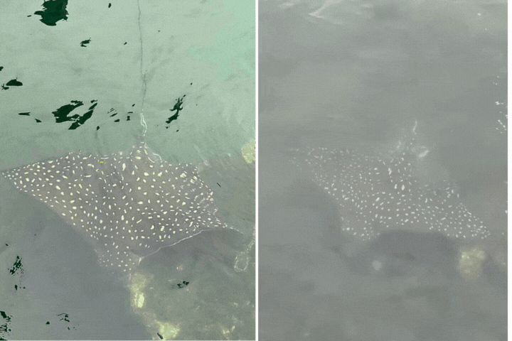 Raia-chita surpreende guardas portuários em Santos; espécie pode pesar 200 kg 