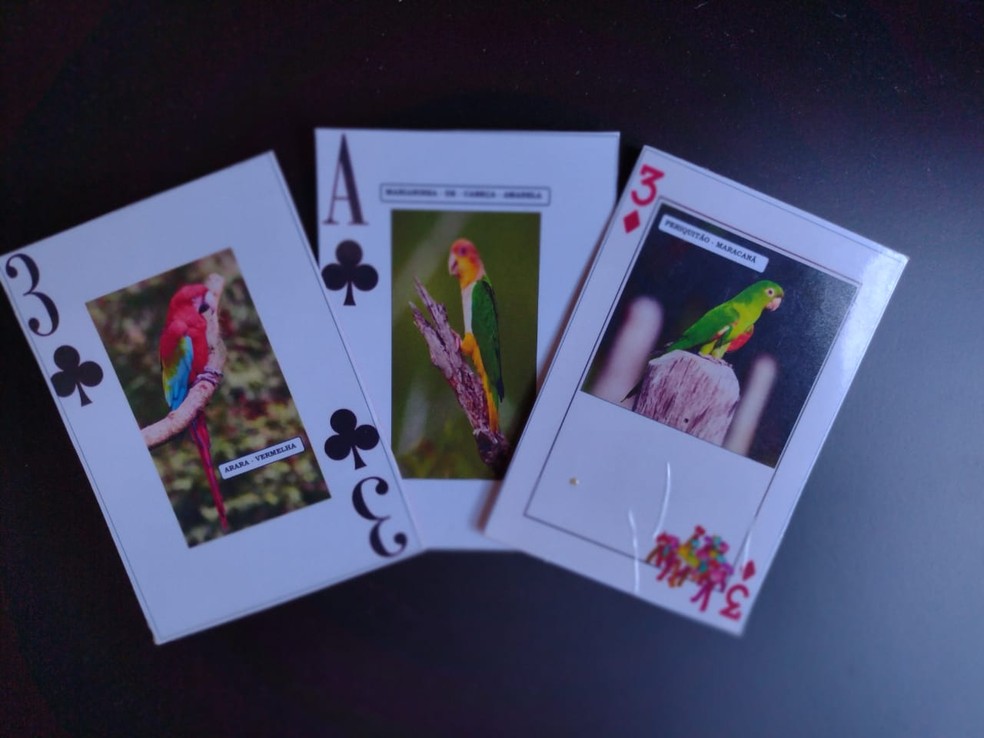 Ases - jogo de cartas com aves da Mata Atlântica