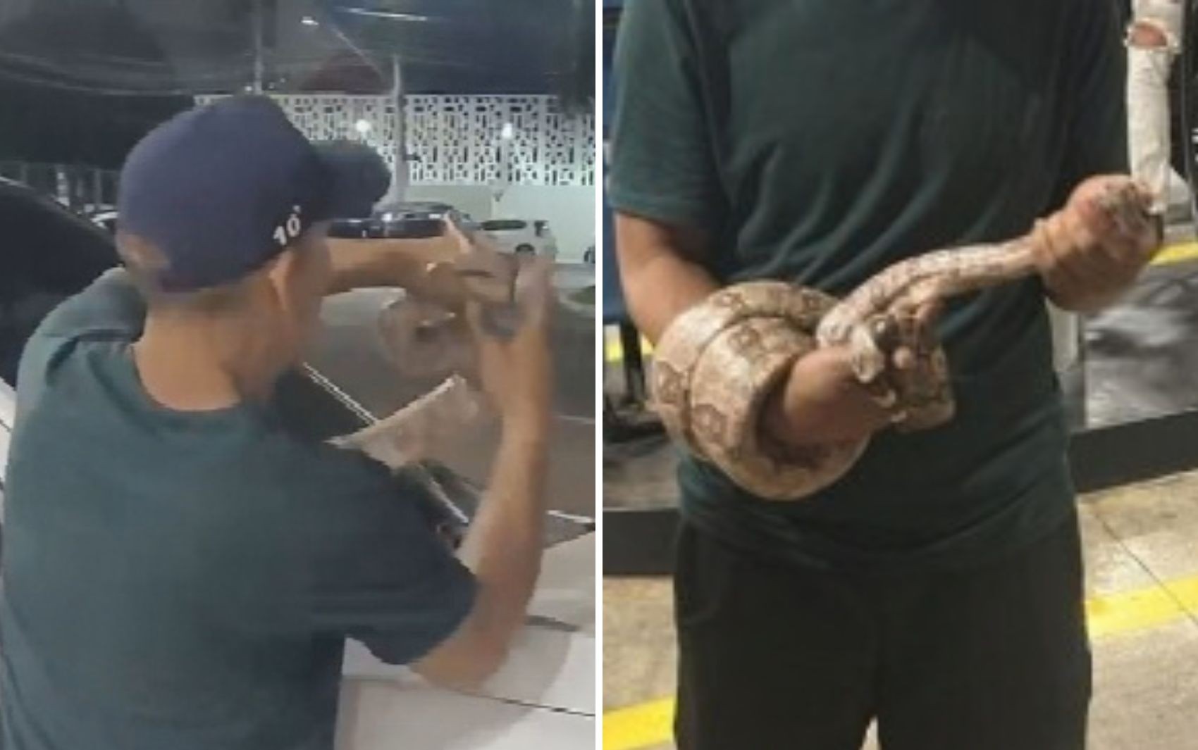 Homem impressiona ao pegar cobra com a mão após animal aparecer em capô de caminhonete; vídeo
