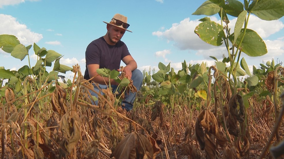 Plantação de soja em São Luiz Gonzaga é prejudicada pela estiagem — Foto: Reprodução/RBS TV