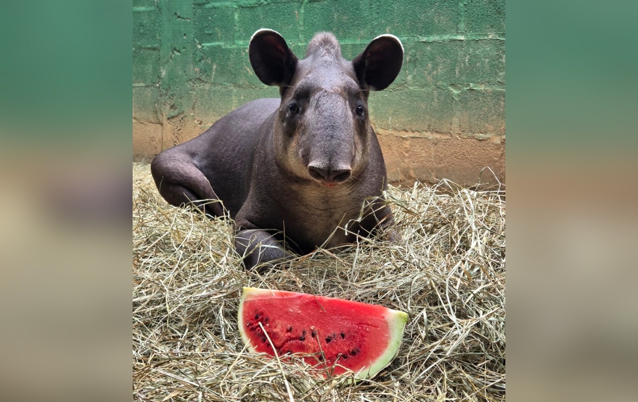 Anta de 180 kg é sedada e resgatada após atropelamento em rodovia do interior de SP