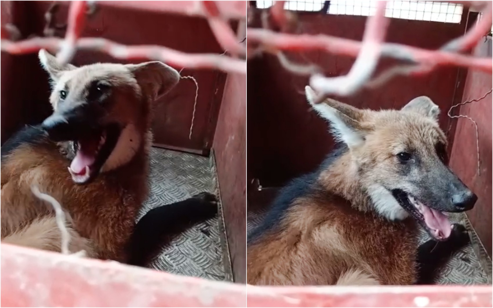 Lobo-guará é capturado em quintal de casa em Pouso Alegre, MG