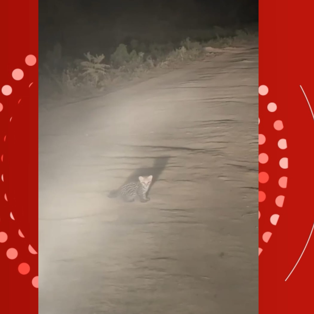 VÍDEO: bebê jaguatirica é flagrado perdido até chegada da mãe em estrada no Pantanal de MT 