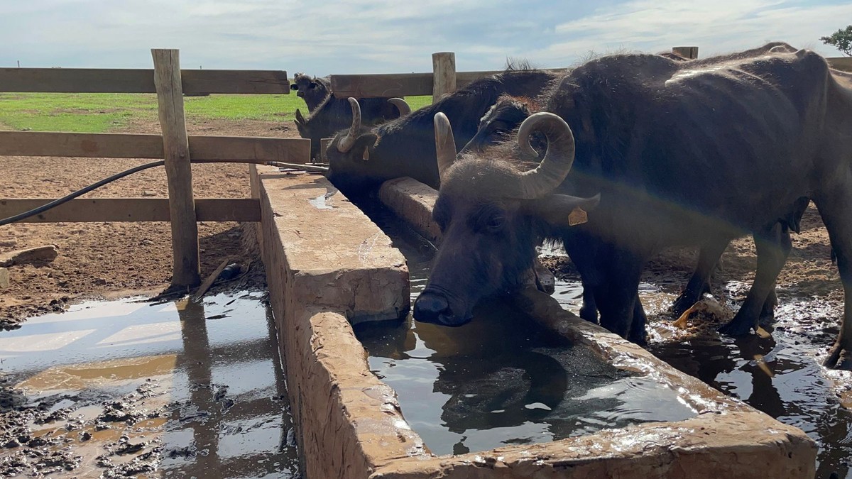 Leite de búfalas é fonte de renda em muitas propriedades de SP, Nosso  Campo