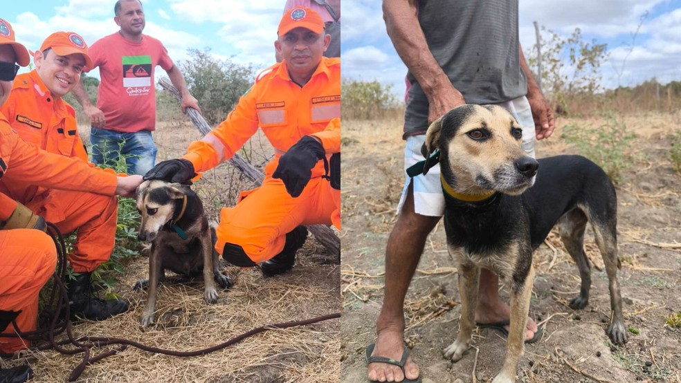 De acordo com o Corpo de Bombeiros, o animal passa bem. — Foto: Divulgação/CBMCE