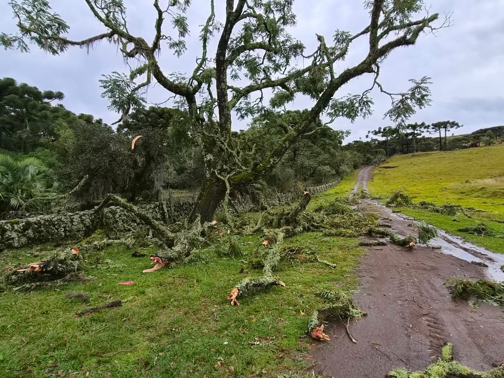 Queda de árvore no interior de São Joaquim — Foto: Prefeitura de São Joaquim / Defesa Civil