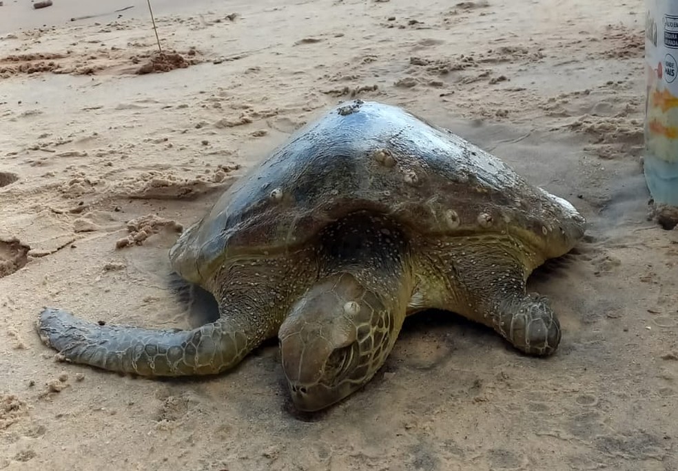 Tartaruga que encalhou foi resgatada e está sob cuidados do Projeto Cetáceos — Foto: Divulgação