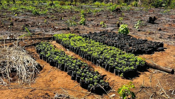 Maconha encontrada dentro de Terra Indígena na região de Grajaú, no Maranhão — Foto: Divulgação/Polícia Federal