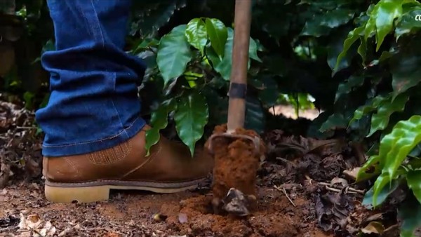 A análise de solo é fundamental para uma adubação mais eficiente e lavouras de café mais produtivas — Foto: Crédito: Divulgação.