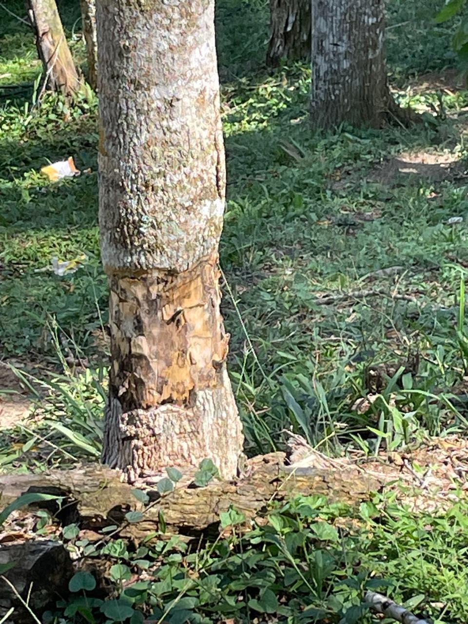 Homem suspeito de envenenar árvores é preso em Piraí