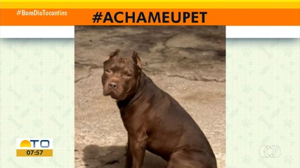 Tutores procuram cachorro que desapareceu nos Jardim dos Ipês em Araguaína