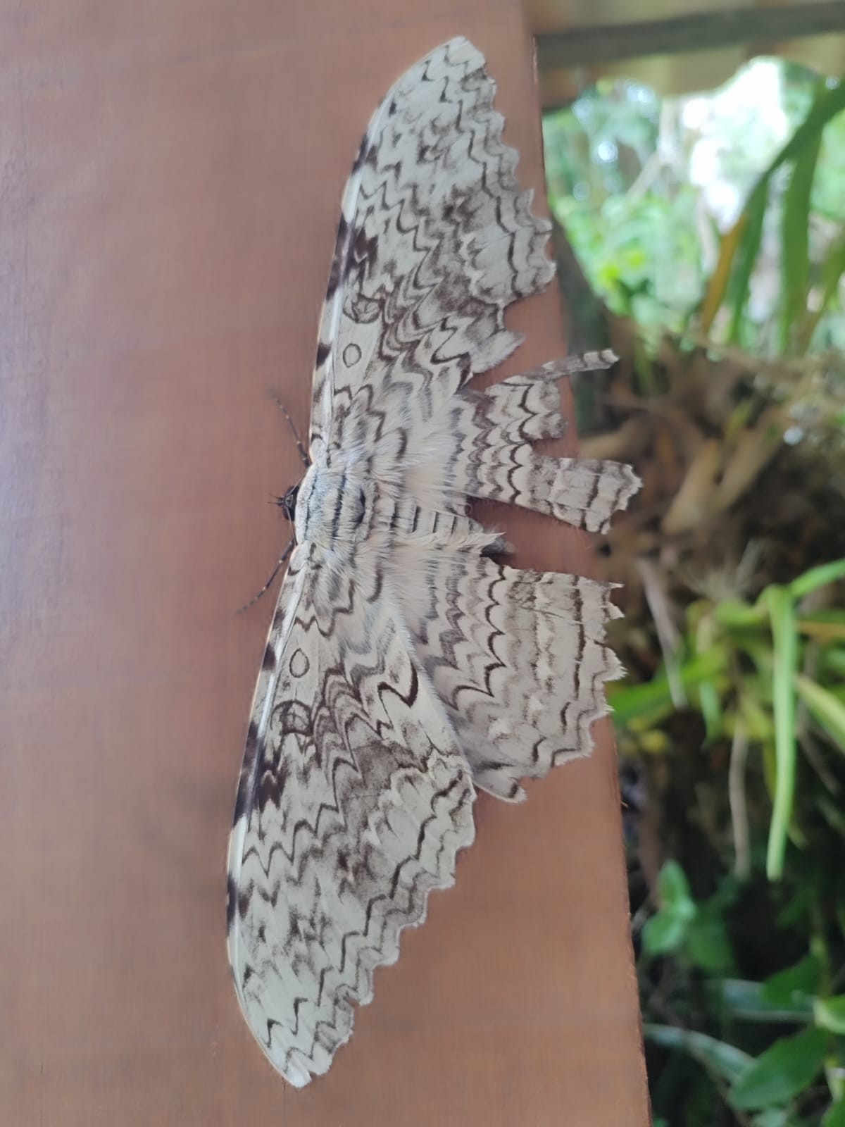 Mariposa do imperador, uma das maiores do mundo em envergadura de asas, é flagrada no Parque Estadual dos Três Picos, em Nova Friburgo