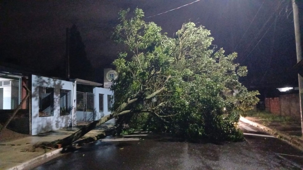 3 de 3
Fortes chuvas causam alagamento e quedas de árvores em Botucatu (SP) — Foto: Defesa Civil