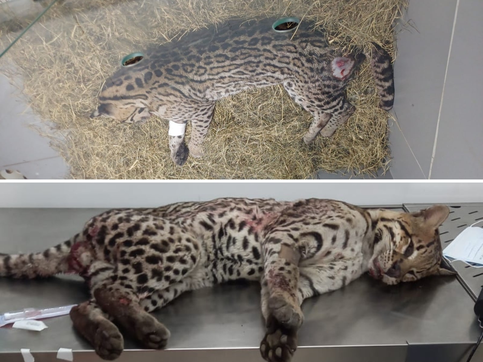 Jaguatirica ferida em atropelamento é resgatada na BR-381, em Belo Oriente