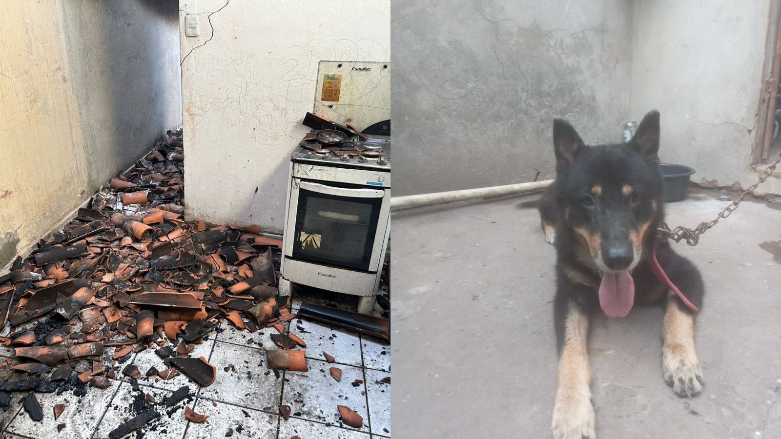 Cachorro é resgatado por vizinhos durante incêndio em casa em Teresina; creche próxima é esvaziada 