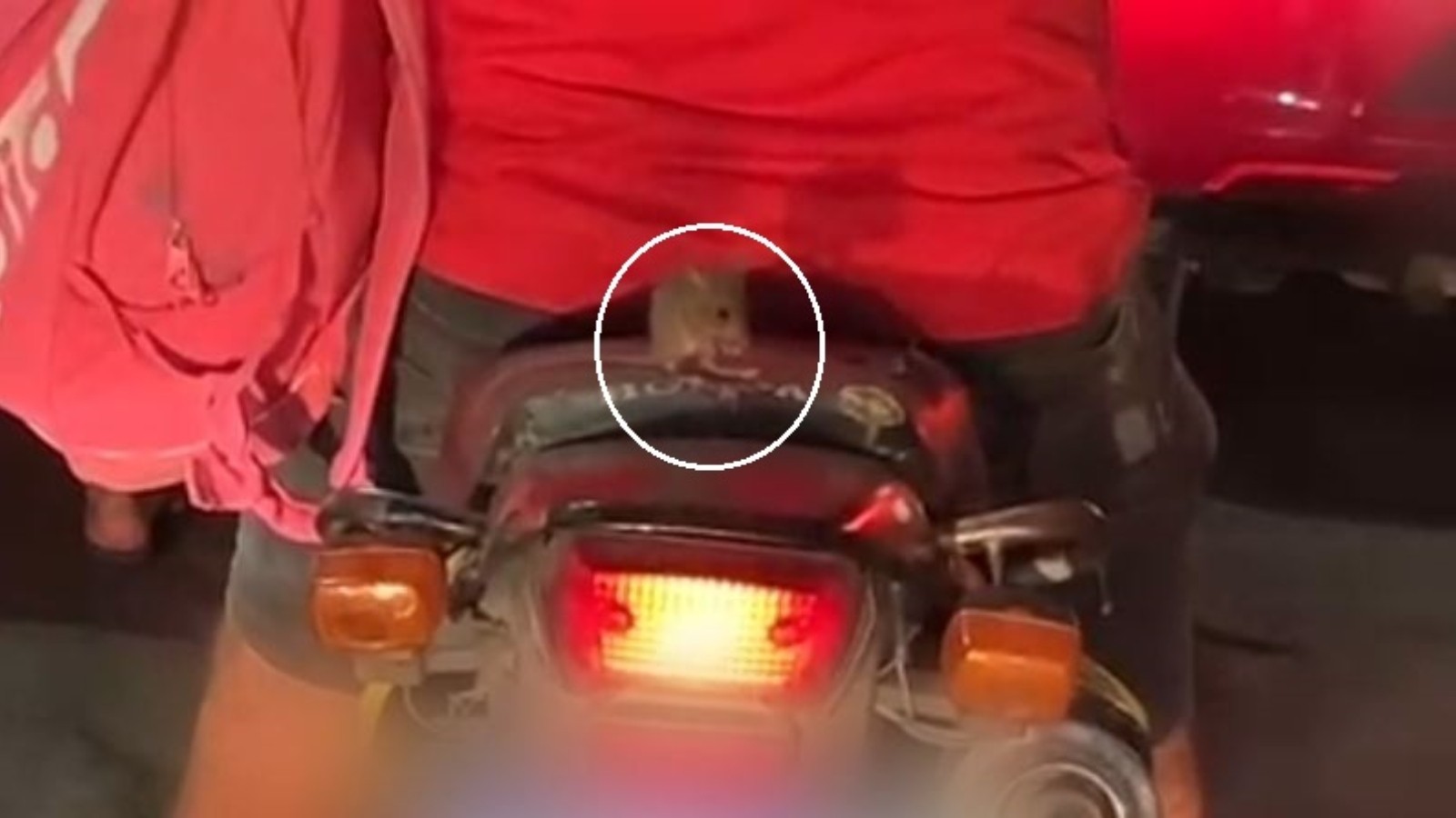 Rato é flagrado 'pegando carona' em moto em trânsito no Ceará; vídeo