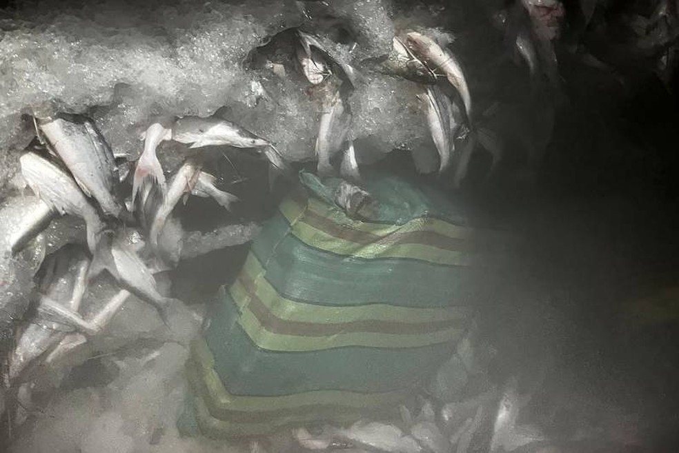 Drogas estavam escondidas em meio a peixes e pescados em barco no Pará — Foto: Polícia Civil Pará/Divulgação