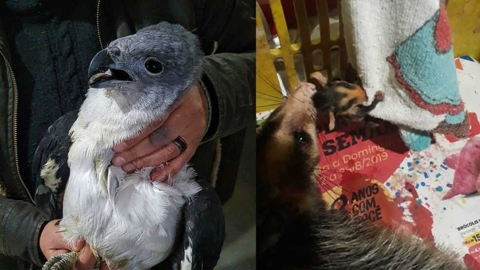 6 de 8
À esquerda, gavião que caiu no quintal de um morador e foi resgatado pelo Ecos da Floresta, em Tapiraí (SP). À direita, resgate de uma mãe saruê e seus 5 filhotes que foram atacada por cães — Foto: Arquivo Pessoal