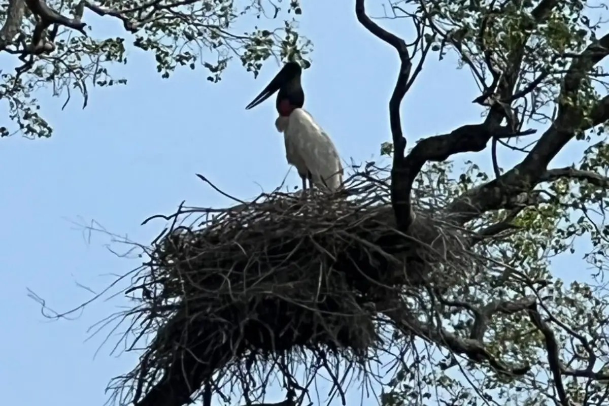 Cercado pelo fogo: ninho de tuiuiús é salvo por brigadistas no Pantanal