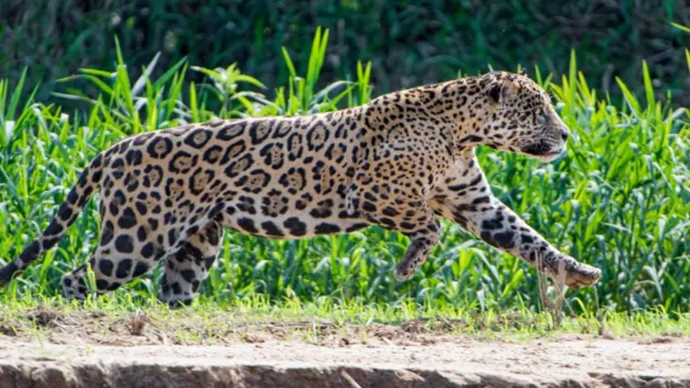 Desmatamento é só a primeira etapa de prejuízo às onças pintadas, com fragmentação de seu território — Foto: Getty Images via BBC