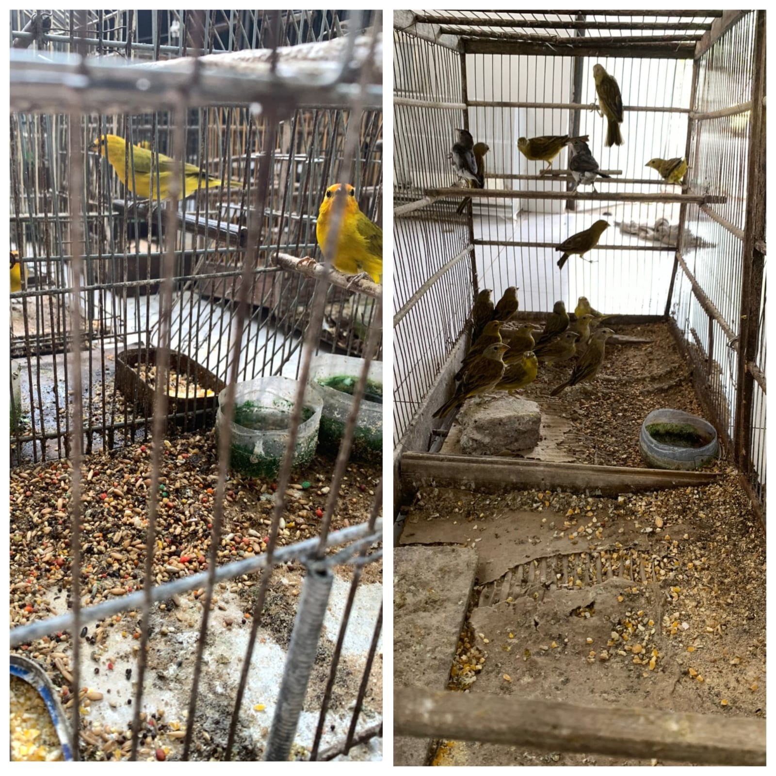 Polícia apreende 112 pássaros da fauna silvestre e aplica multa de mais de R$ 200 mil, em Montes Claros