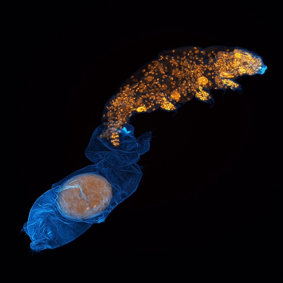 12º lugar: Tardígrado troca de pele e deposita um ovo dentro da camada antiga. — Foto: Gonzalo Quiroga Artigas/Nikon Small World
