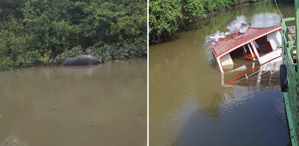 Embarcação com 60 búfalos naufraga em Soure e animais morrem afogados — Foto: TV Liberal