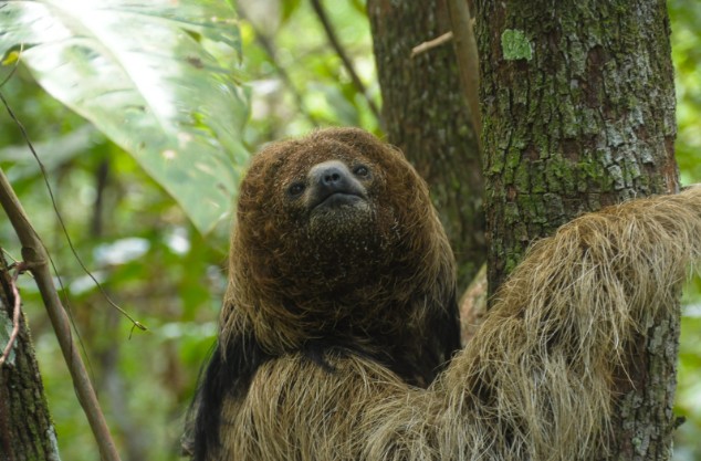 De preguiça-de-coleira a de óculos: conheça as 6 espécies que ocorrem no Brasil