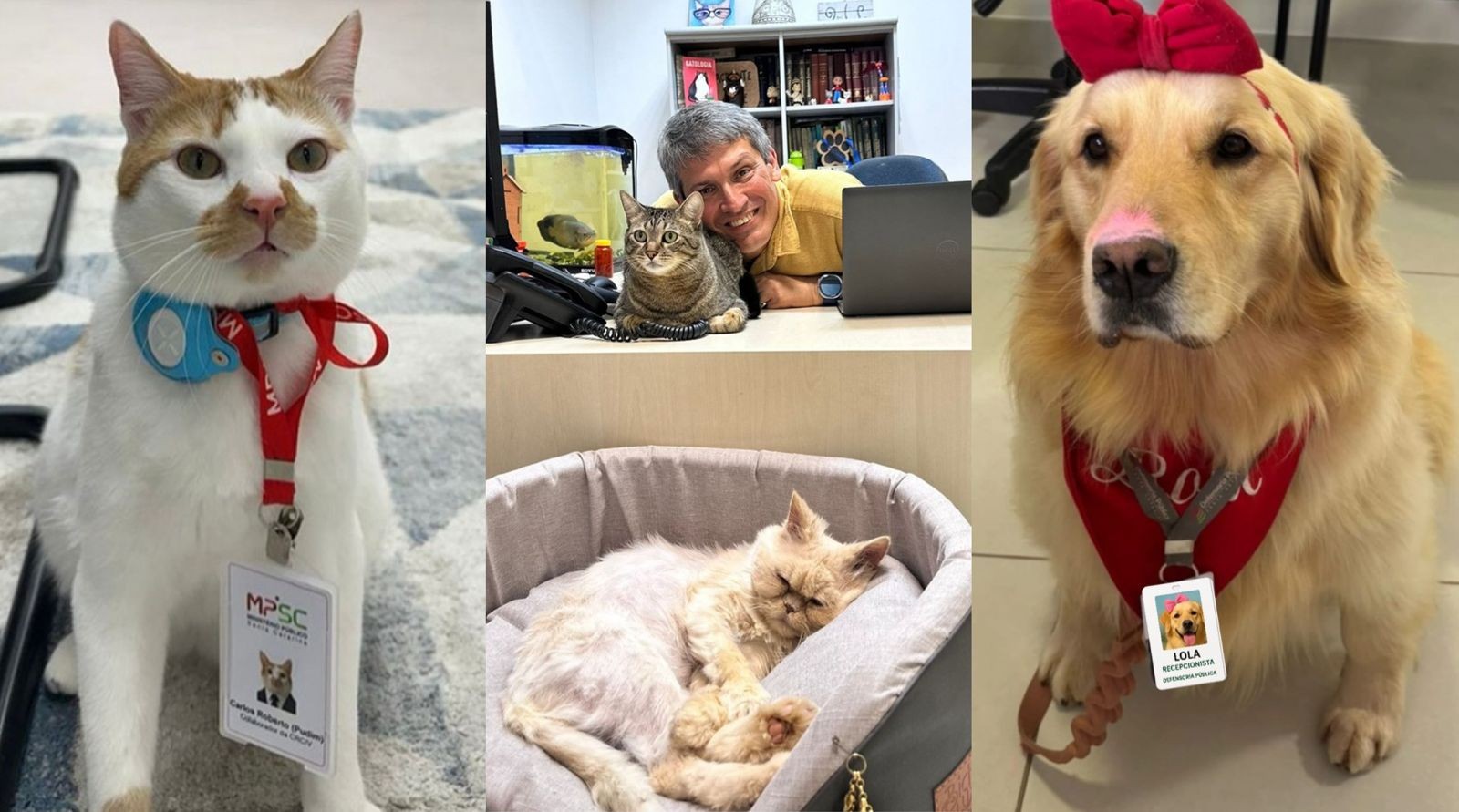 'Estagipets': cães e gatos ganham crachás e dividem rotina em órgãos públicos de SC alertando para adoção responsável
