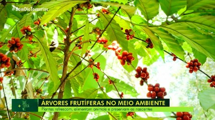 Mais Sustentável: conheça os benefícios e as riquezas das árvores frutíferas