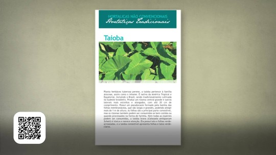 Como plantar taioba - Programa: Globo Rural 