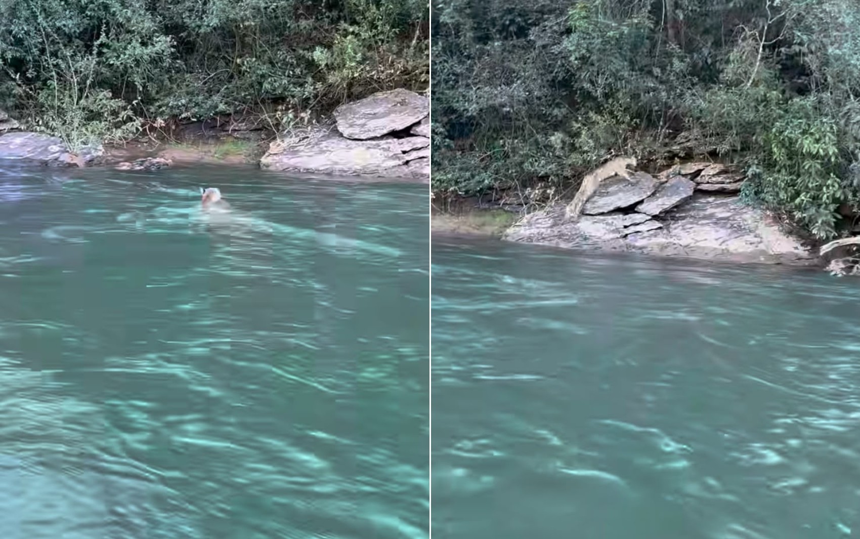 Onça impressiona pescador ao atravessar rio em rio em Goiás