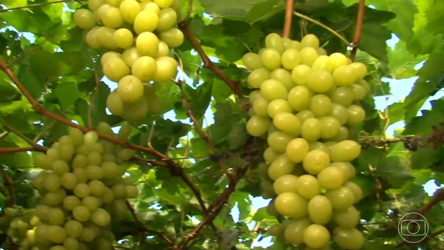 Produtores de frutas temem não conseguir cobrir custos de produção com perda do mercado americano 