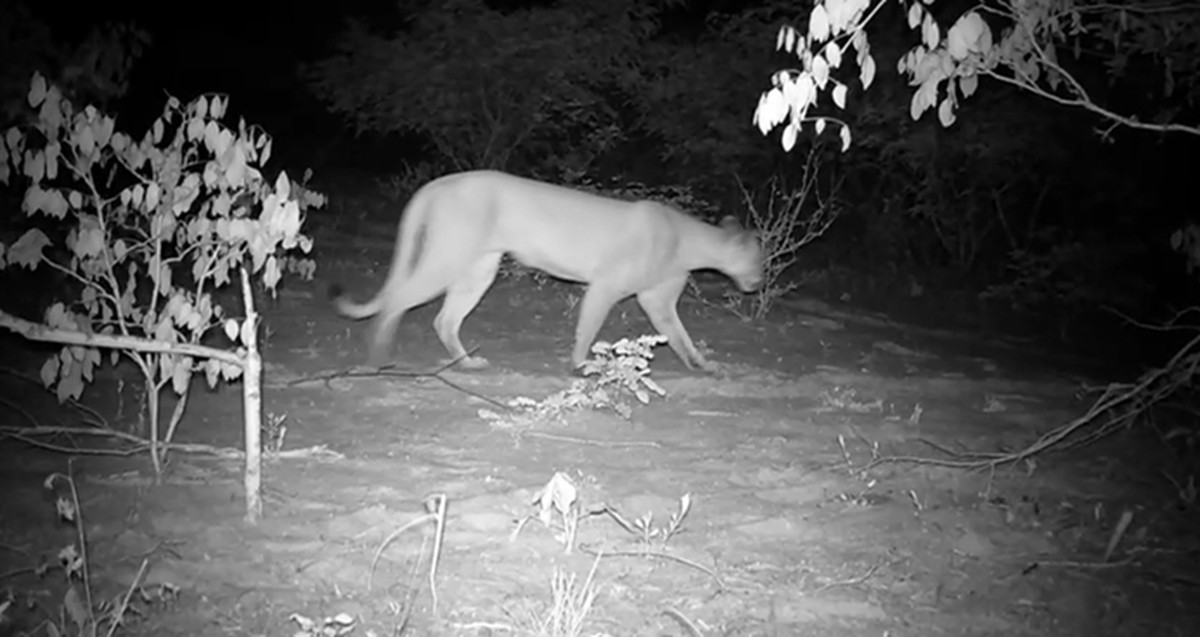 VÍDEO: Após 25 anos, onça-parda volta a ser registrada em Alagoas