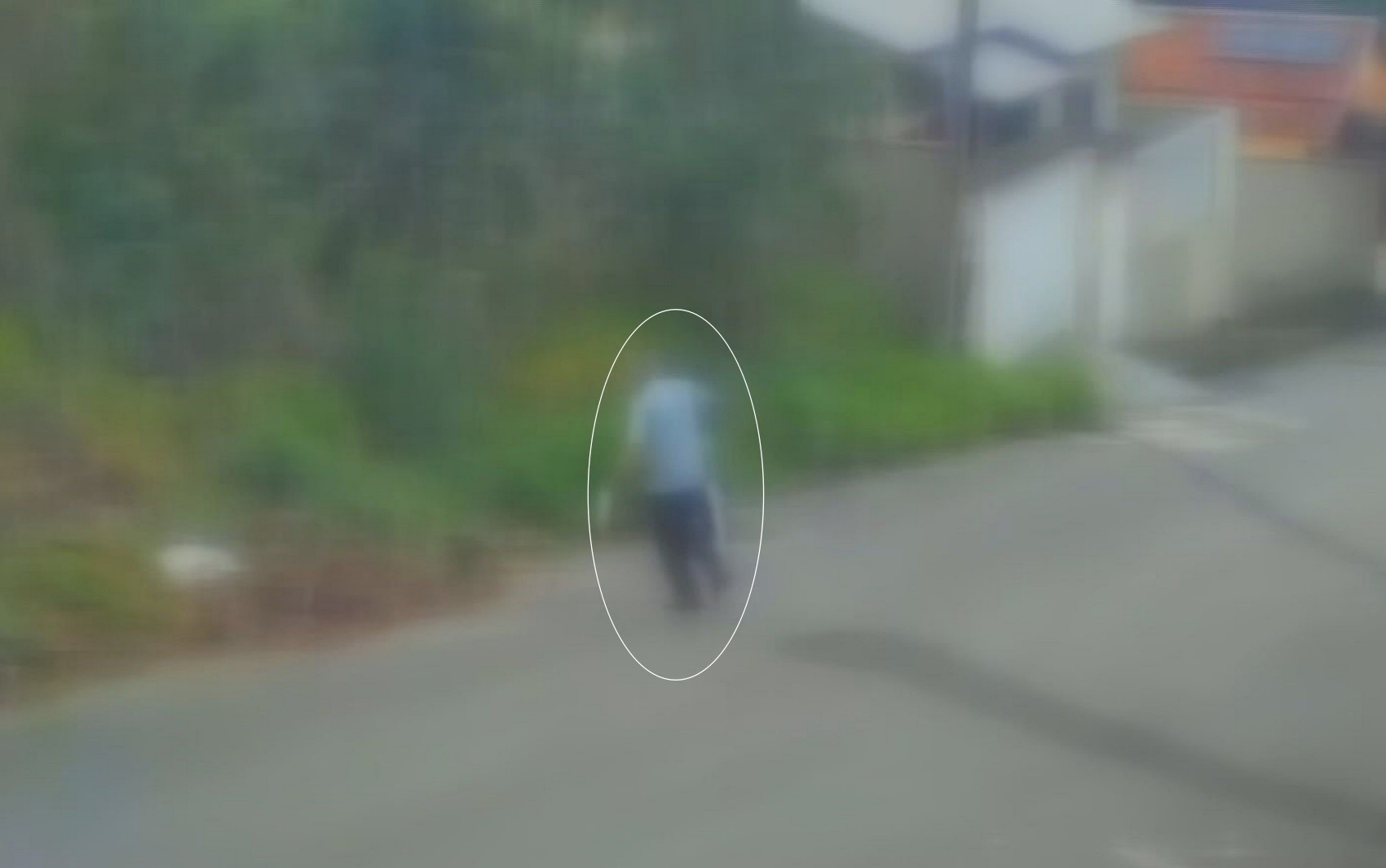 Homem é suspeito de atirar em gato de vizinho e deixar animal paraplégico em Lambari, MG