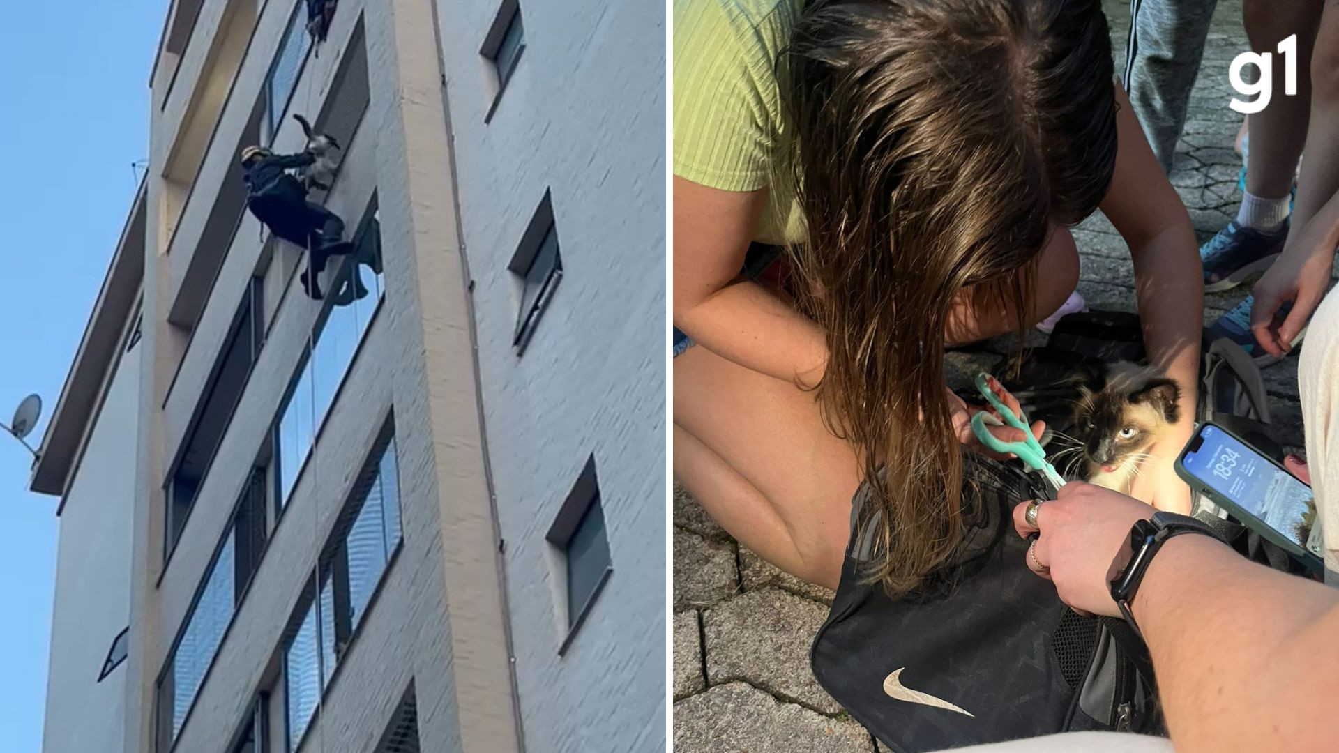 VÍDEO: bombeiros resgatam gato preso pela pata em tela de proteção no 7º andar de prédio em Caxias do Sul