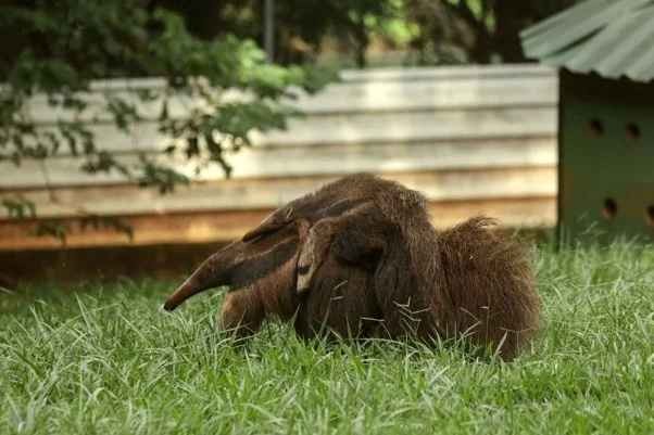 Em 40 anos, criadouro de Araxá recebeu 2 mil animais silvestres