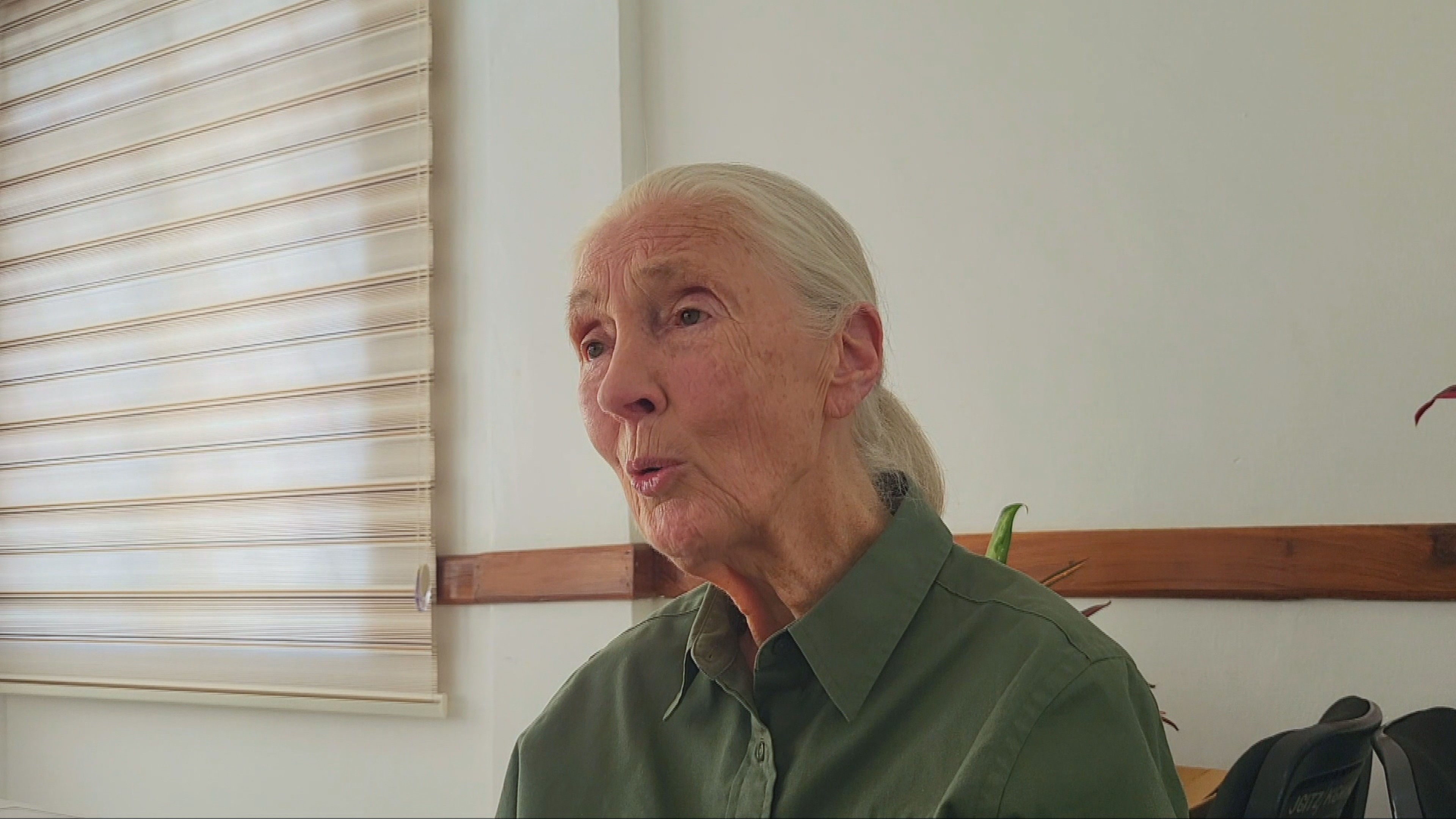 Jane Goodall morre aos 91 anos