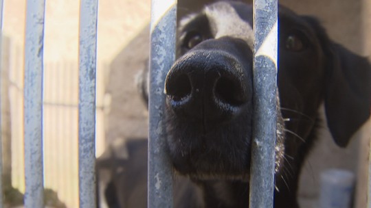 200 cães resgatados se tornam assistentes de acusação em processo contra ex-tutora; entenda - Foto: (RPC)